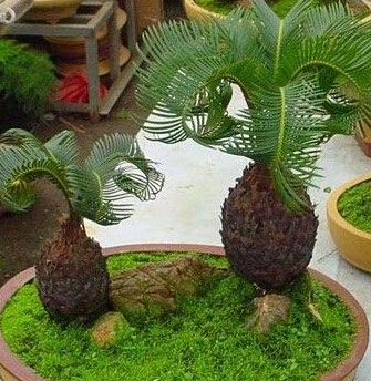 搬家风水(shuǐ)植物